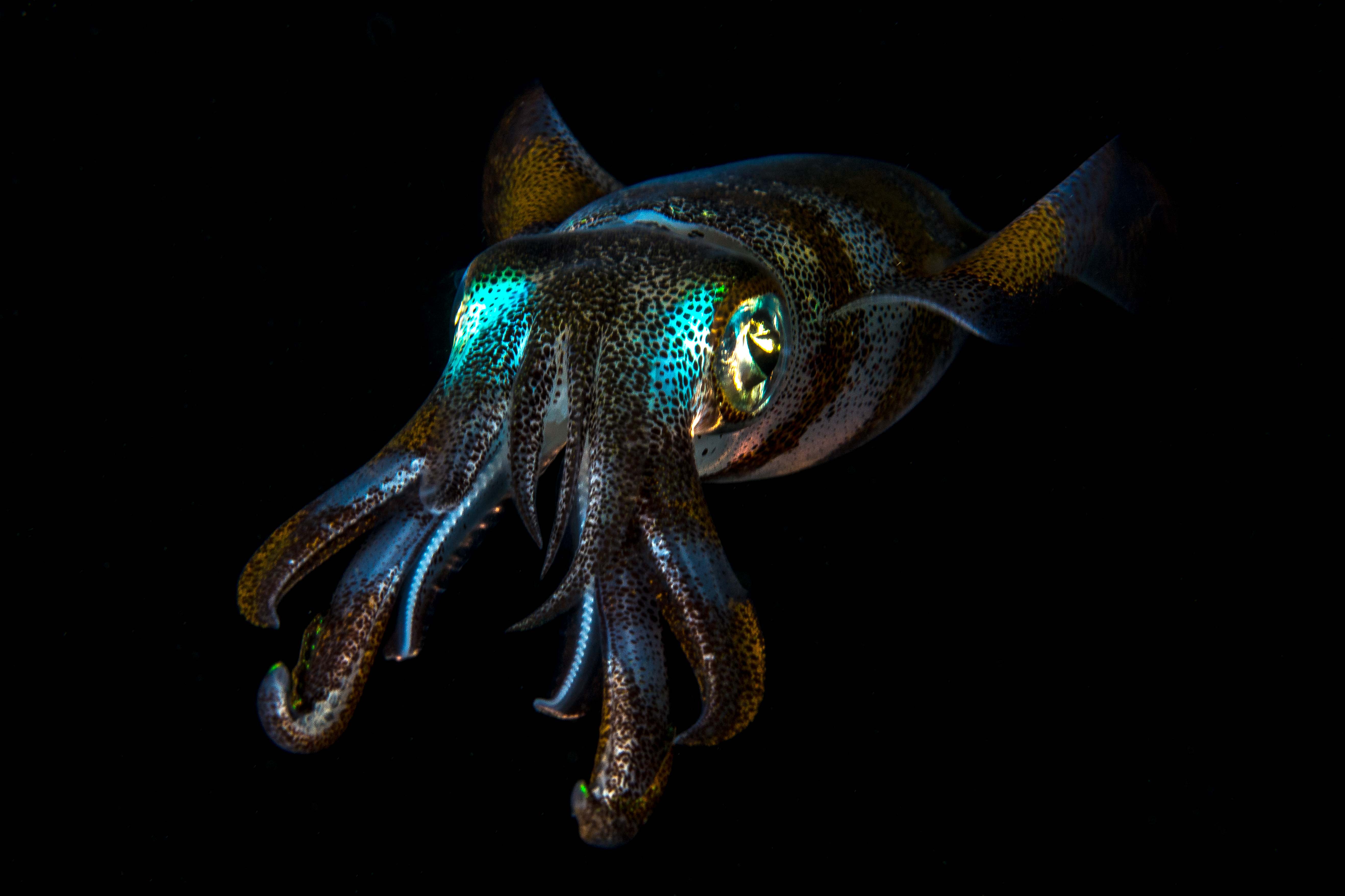 锡帕莱夜潜体验（PADI五星级潜水度假村）