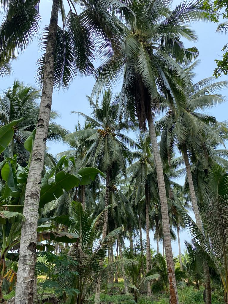 雪兰莪海岸乡村生活 & 棕榈酒探索之旅