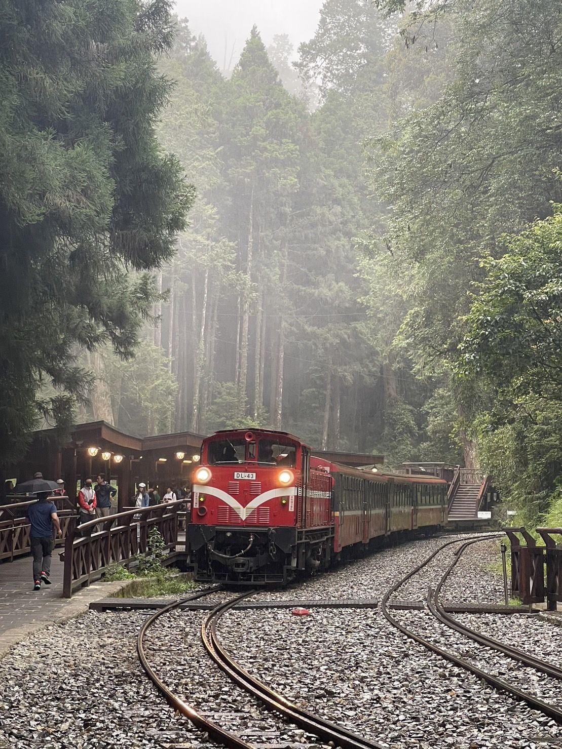 嘉义: 阿里山一日游 (台中市区接送)