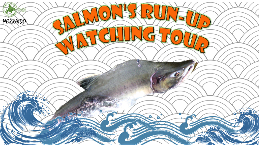 知床半岛鲑鱼观赏之旅