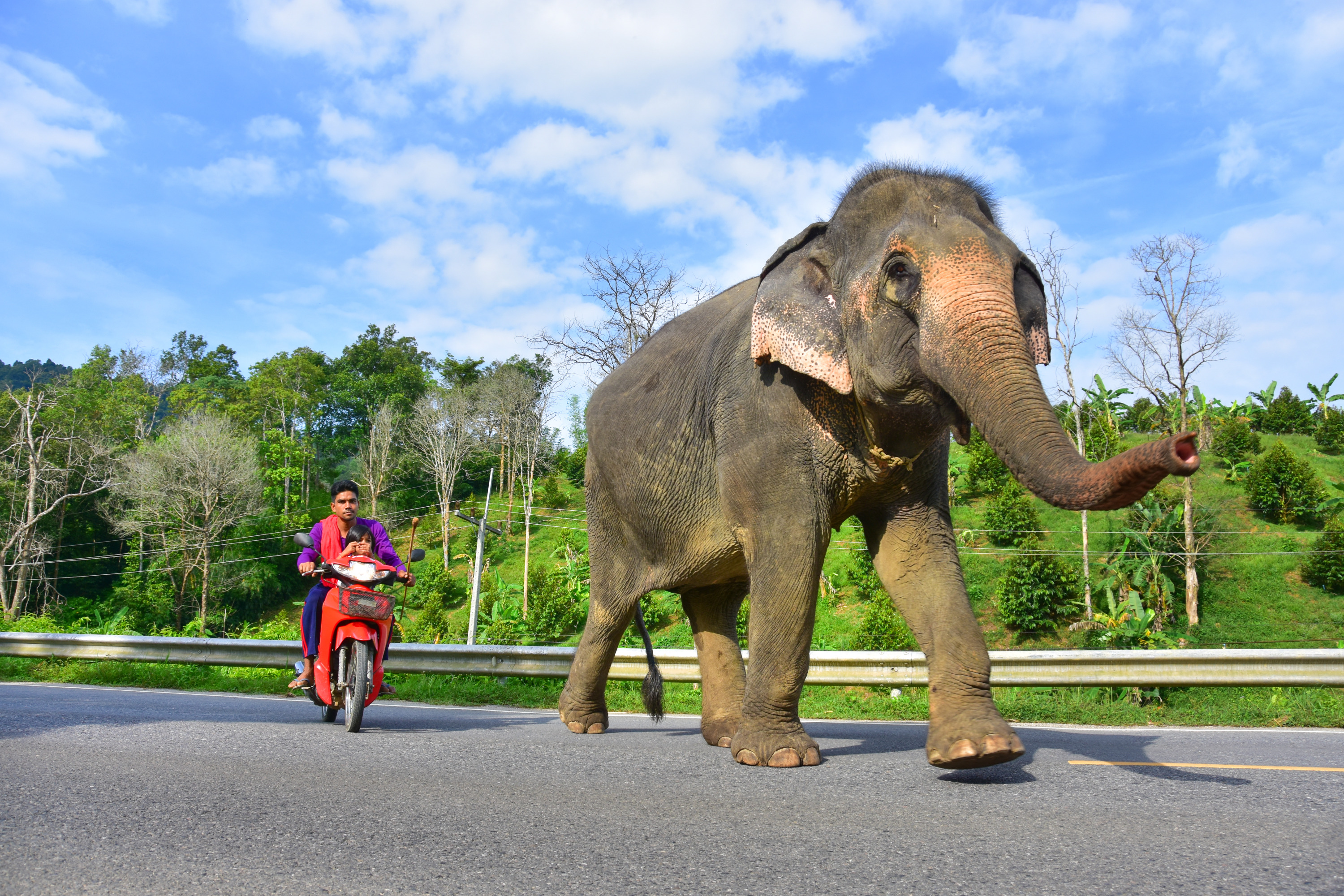 考索大象救援中心（Khao Sok Elephant Rescue Center）一日游（含漂流 & 烹饪体验 & 午餐）