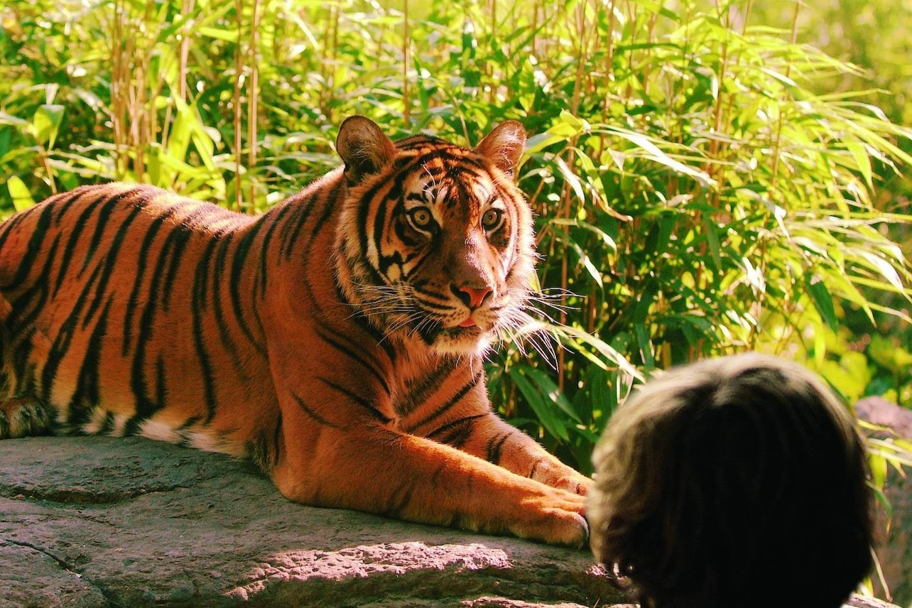 鹿特丹动物园门票