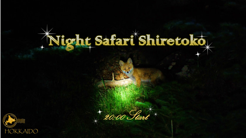 知床半岛夜间野生动物探索之旅
