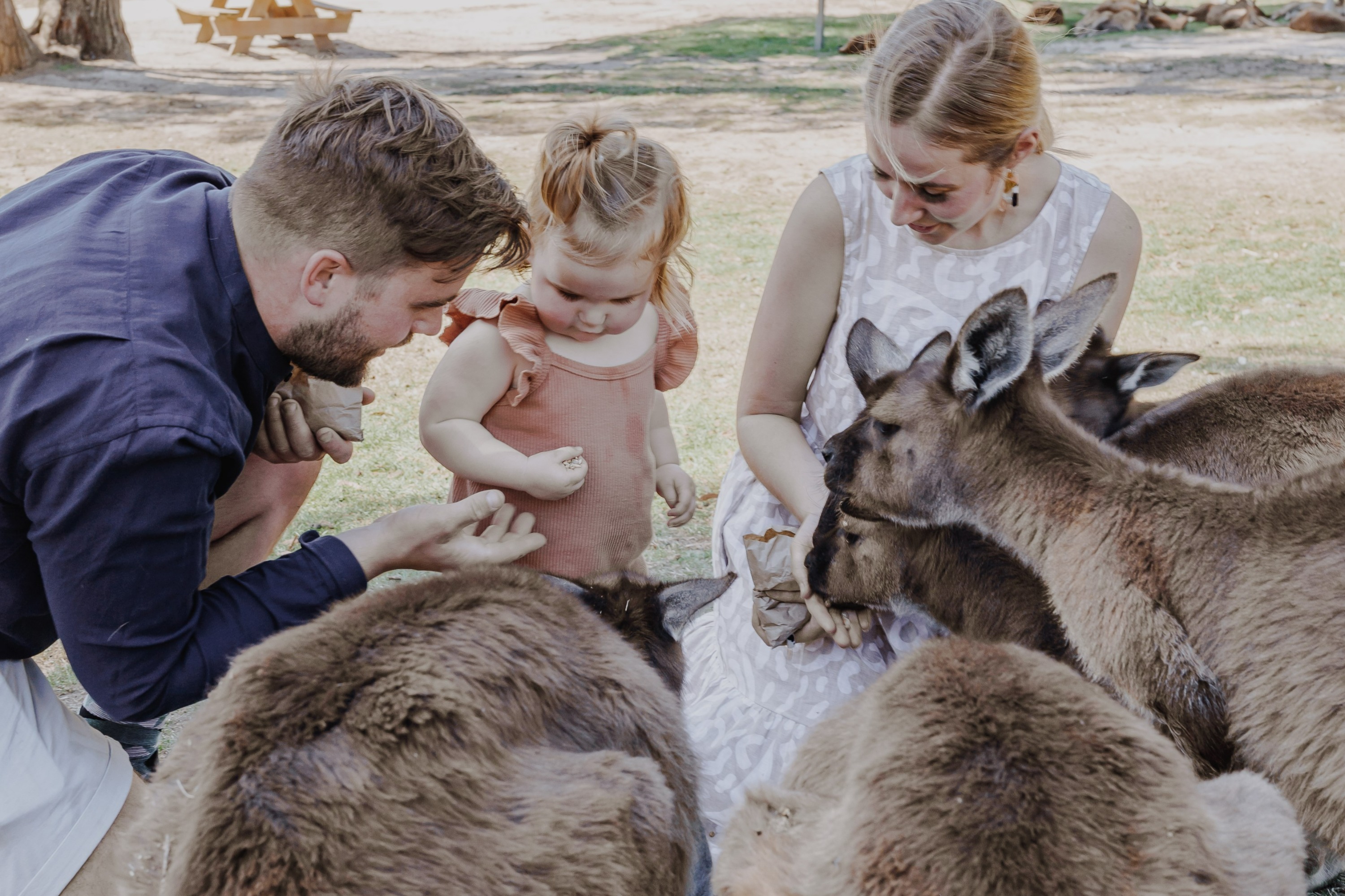 巴拉瑞特野生动物园普通门票