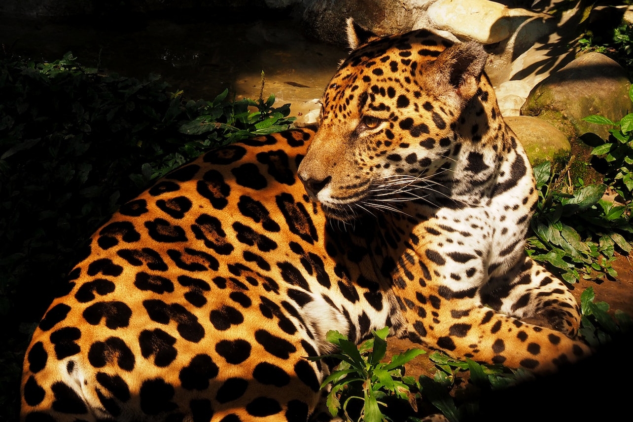 麦德林 Parque de la Conservacion 生态园区门票