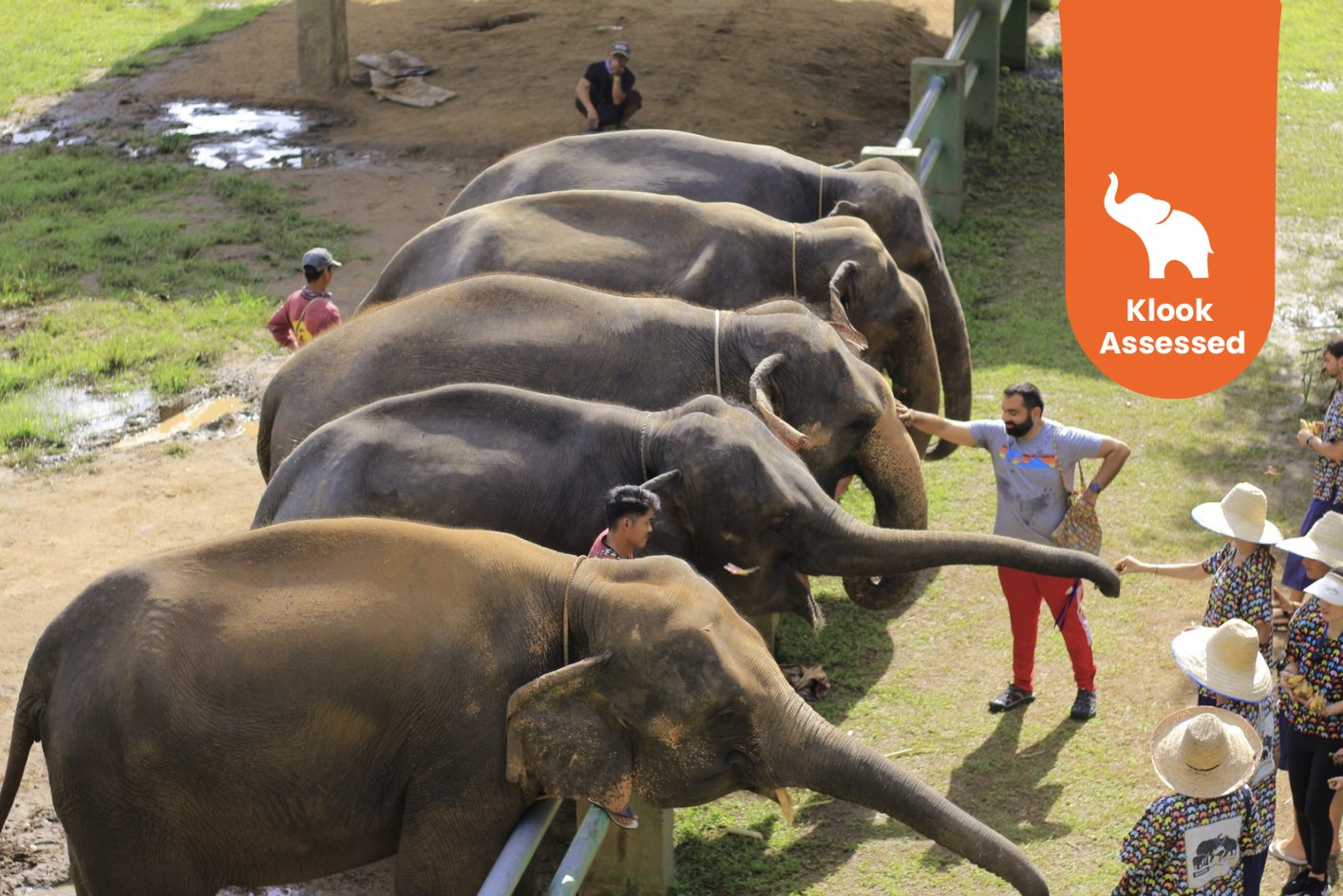 清迈大象自然保护区（Kanta Elephant Sanctuary）半日游