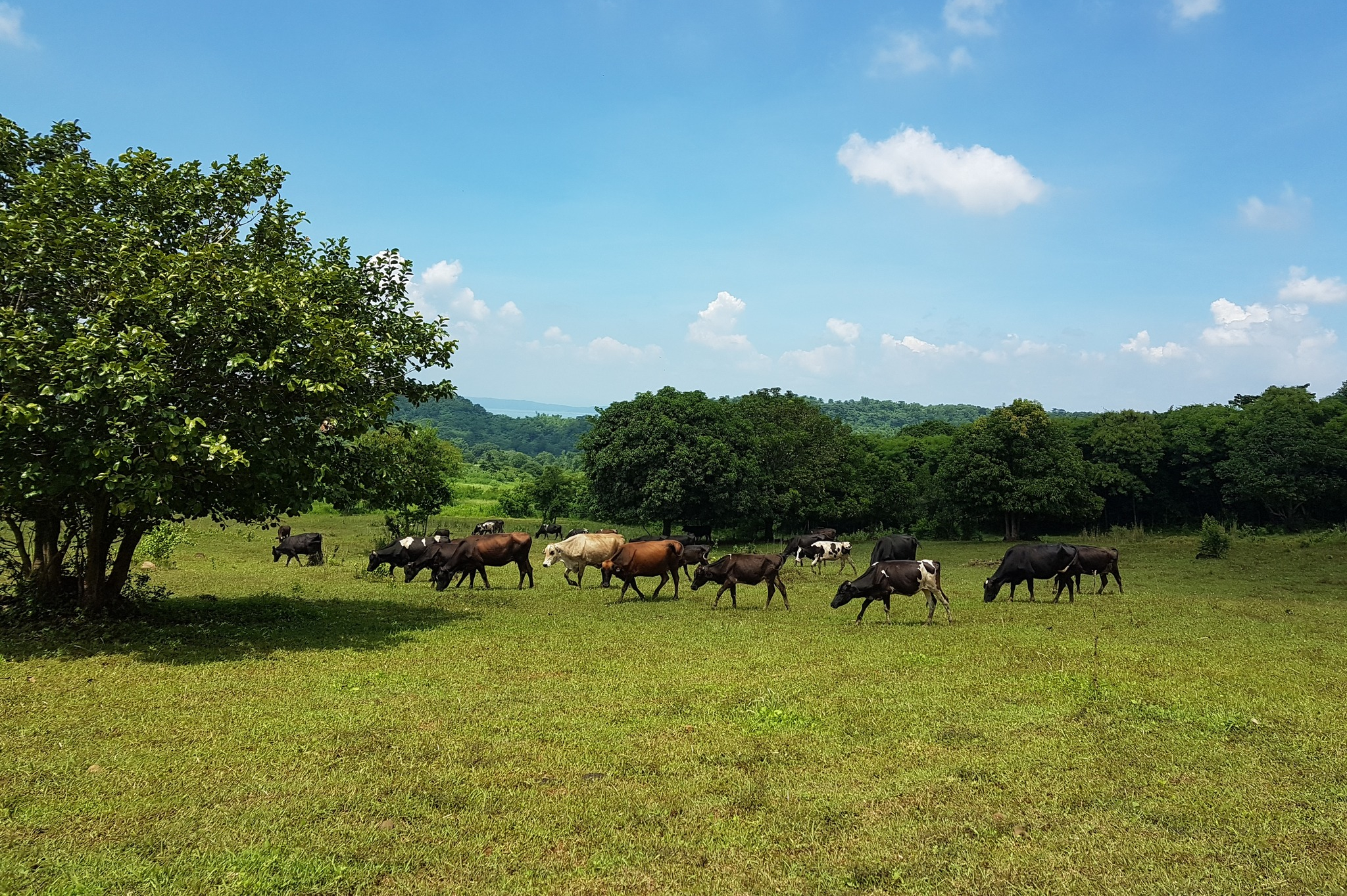 黎刹Moolk农场之旅