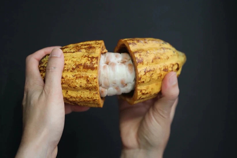 新加坡Bean to Bar巧克力制作体验（Janice Wong 提供）