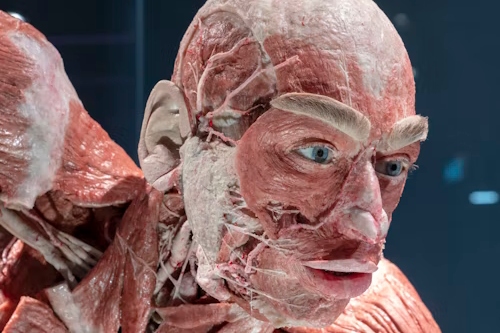 柏林BODY WORLDS身体世界博物馆门票