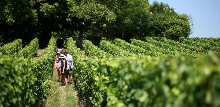 武弗雷卢瓦尔河谷半日品酒之旅