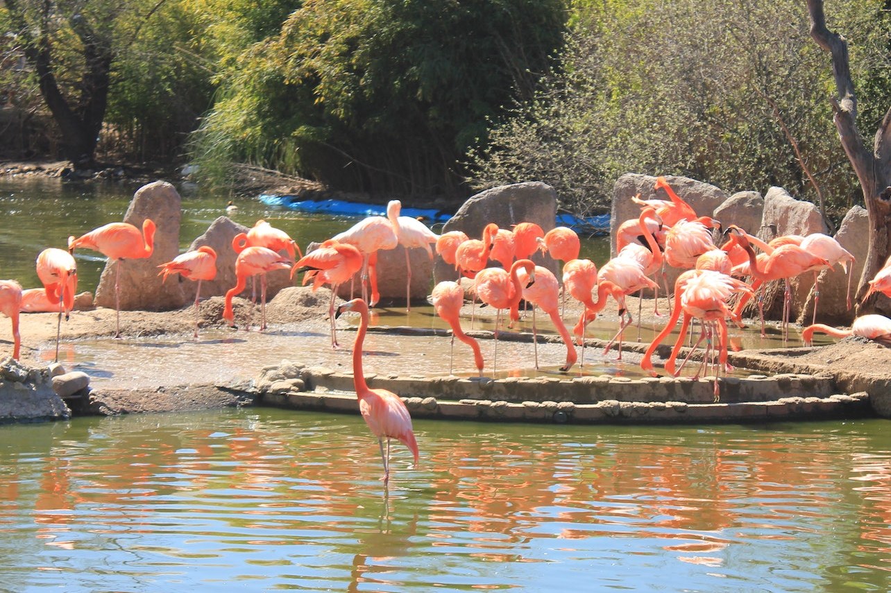 马德里 Faunia 动物园门票