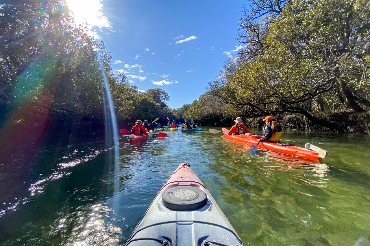 阿德莱德海豚保护区红树林之旅