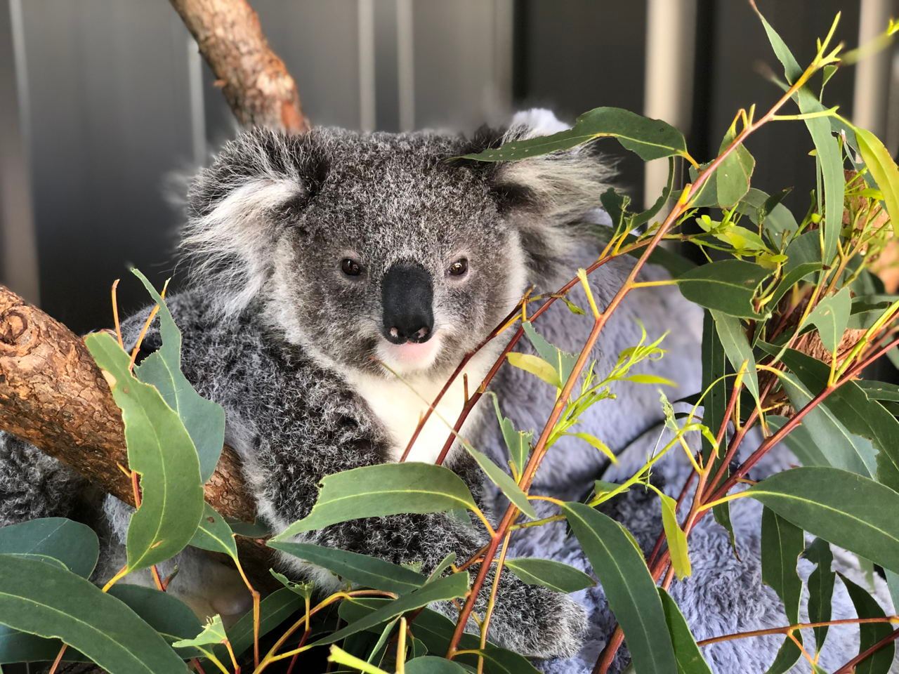 史蒂芬斯港一日游（悉尼出发）