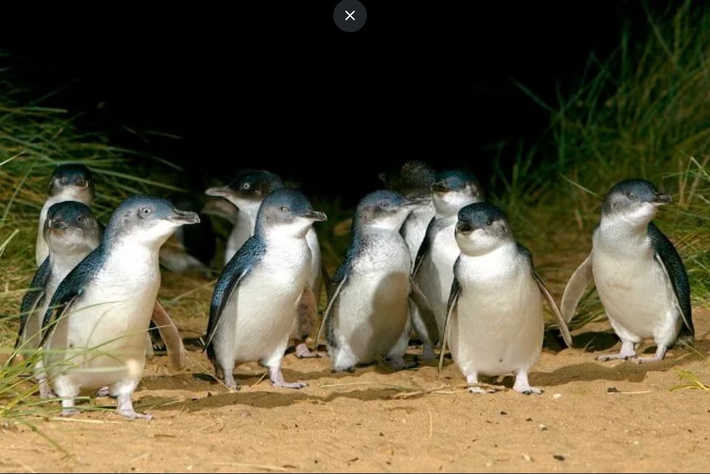 菲利普岛一日游