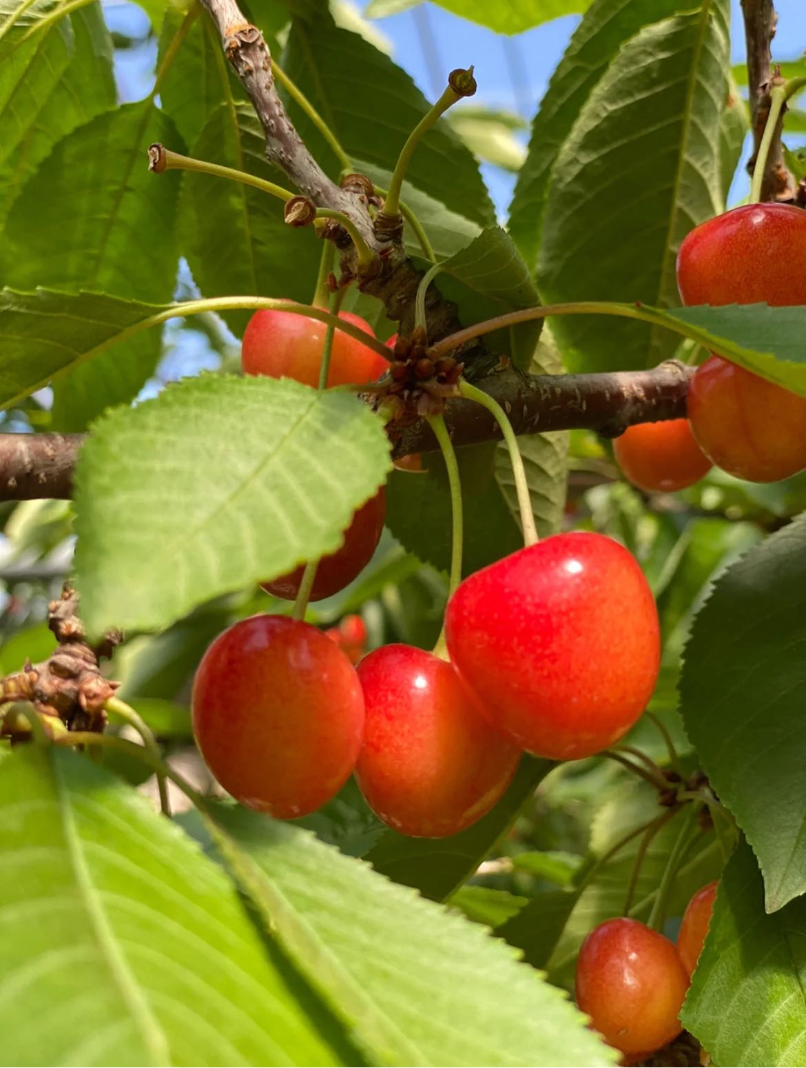 余市采果＆积丹半岛神威岬深度一日游｜札幌出发