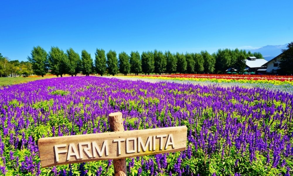 富田农场＆美瑛青池＆森林精灵露台 一日游｜札幌出发 （中/英导游）