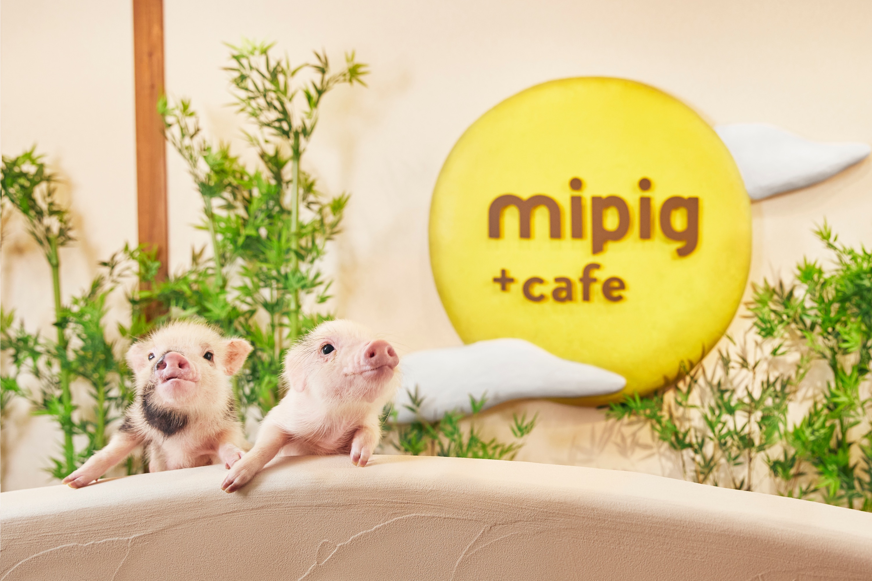 大阪Micro Pig Cafe迷你猪咖啡馆体验