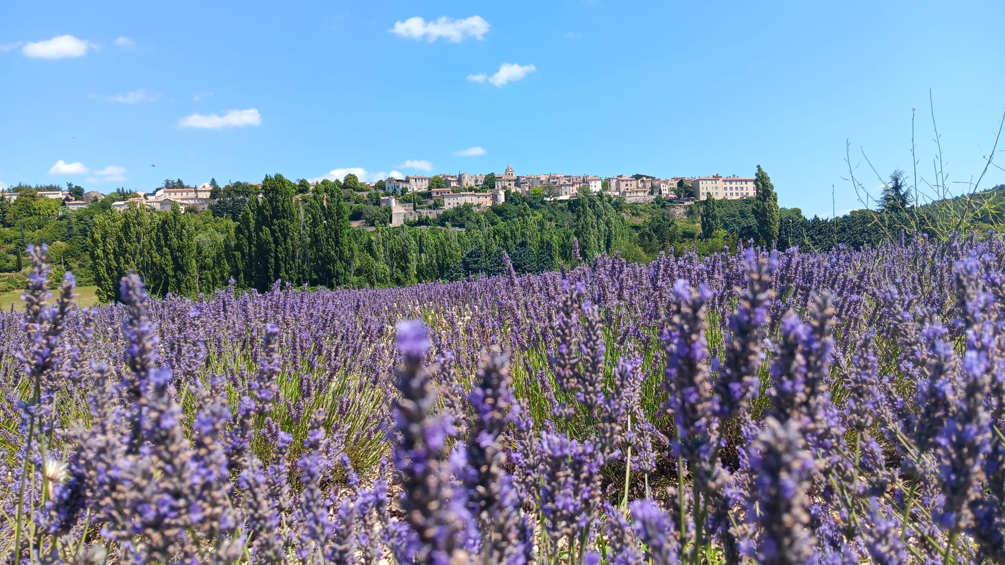 薰衣草参观一日游（阿维尼翁出发）