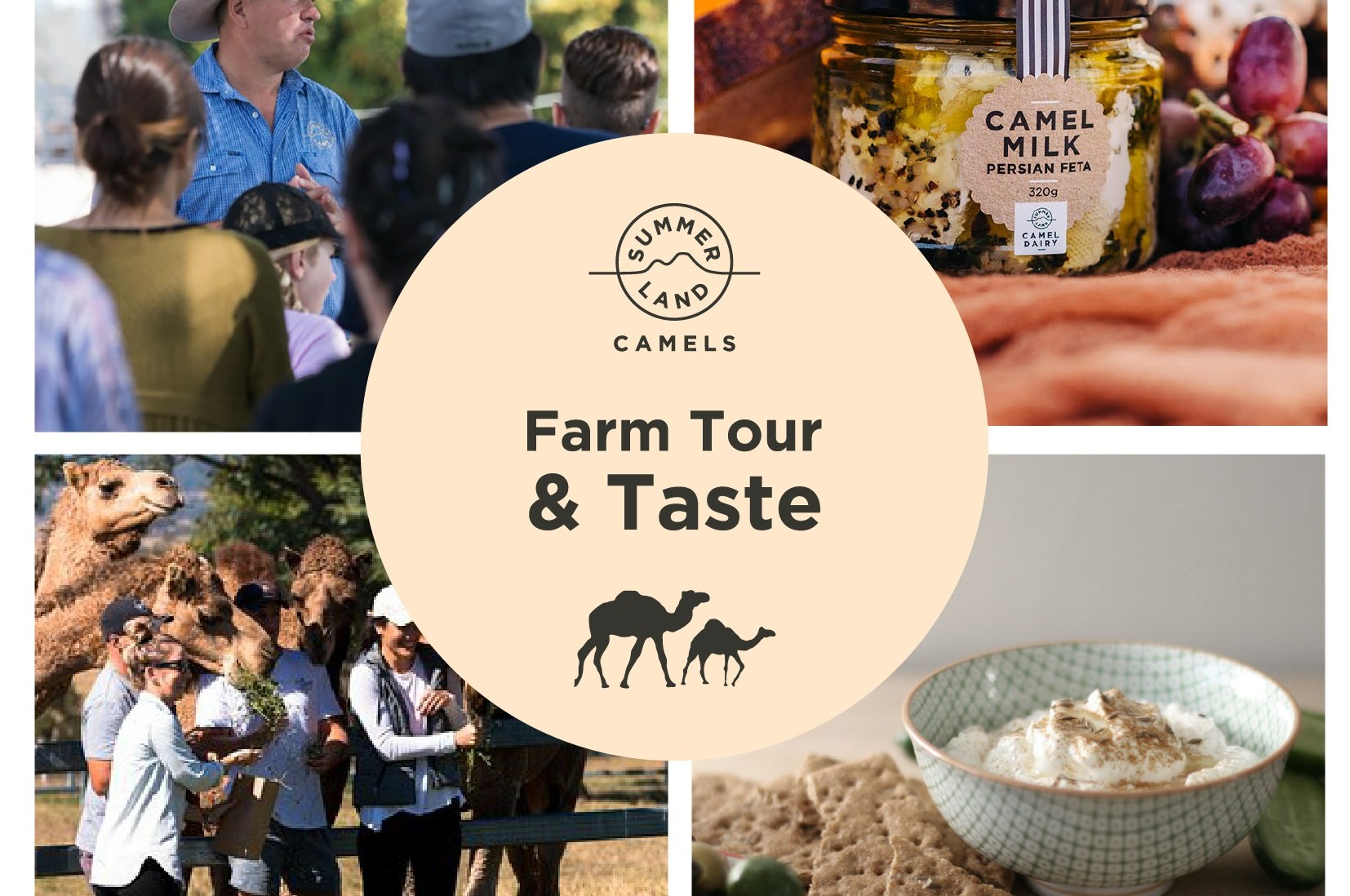 布里斯本骆驼农场导览＆骆驼奶制品试吃体验