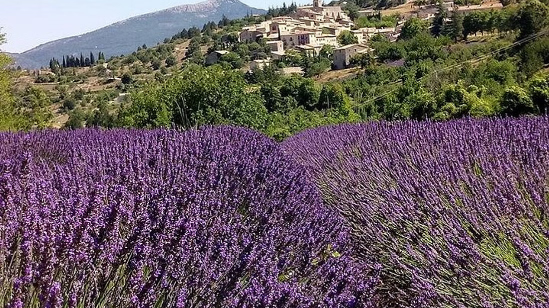 薰衣草花田下午游