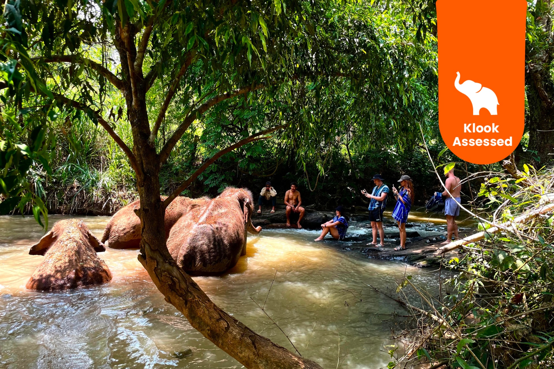 清迈大象保护区（Elephant Dream Project提供）