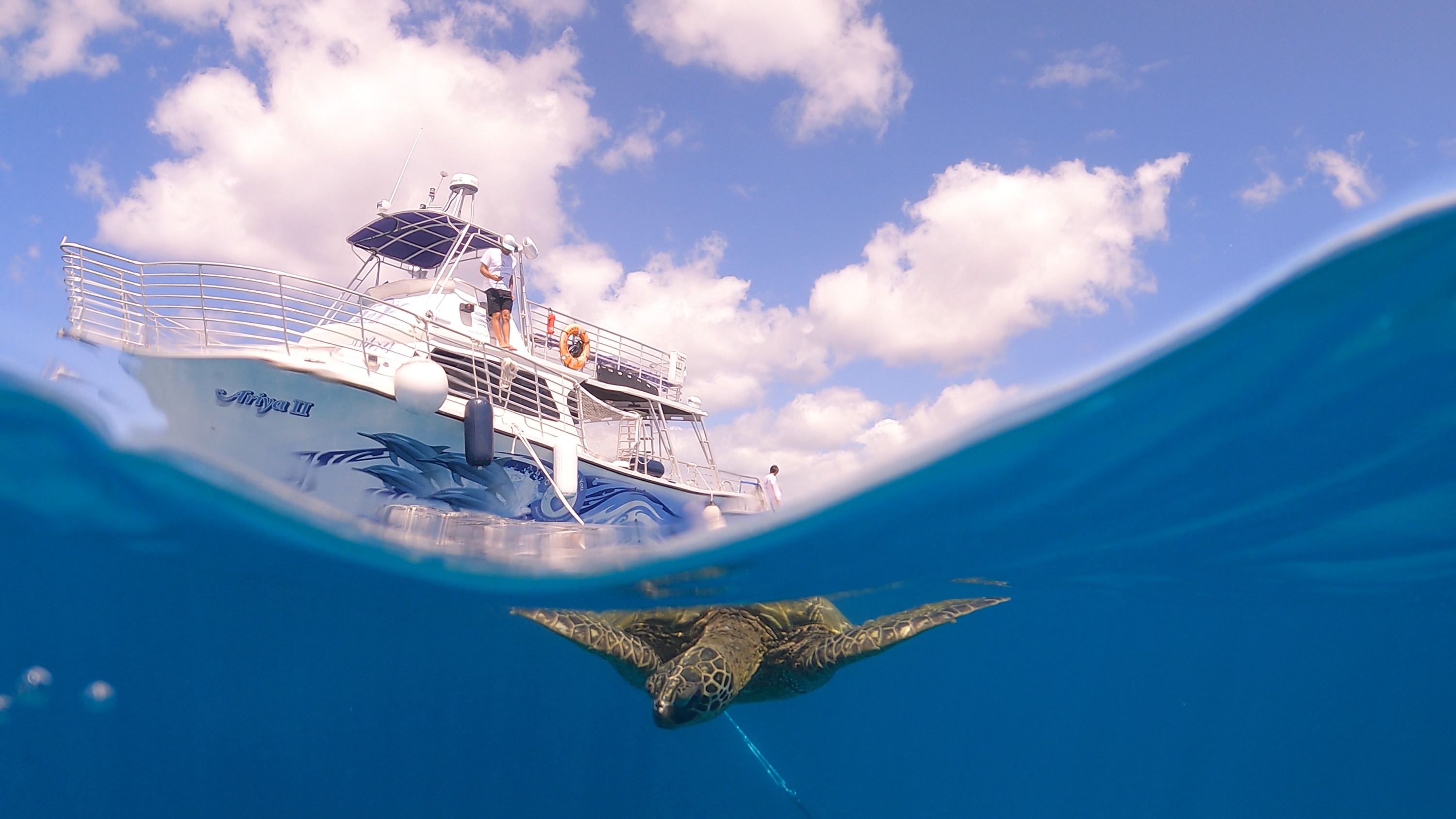 威基基海龟峡谷浮潜含午餐和草裙舞表演