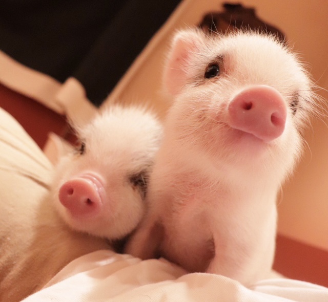 东京迷你猪咖啡厅私人包厢（含喂食体验）