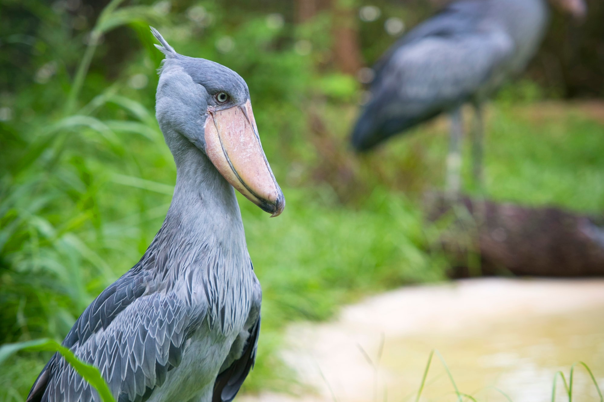 坦帕罗瑞动物园（ZooTampa）门票