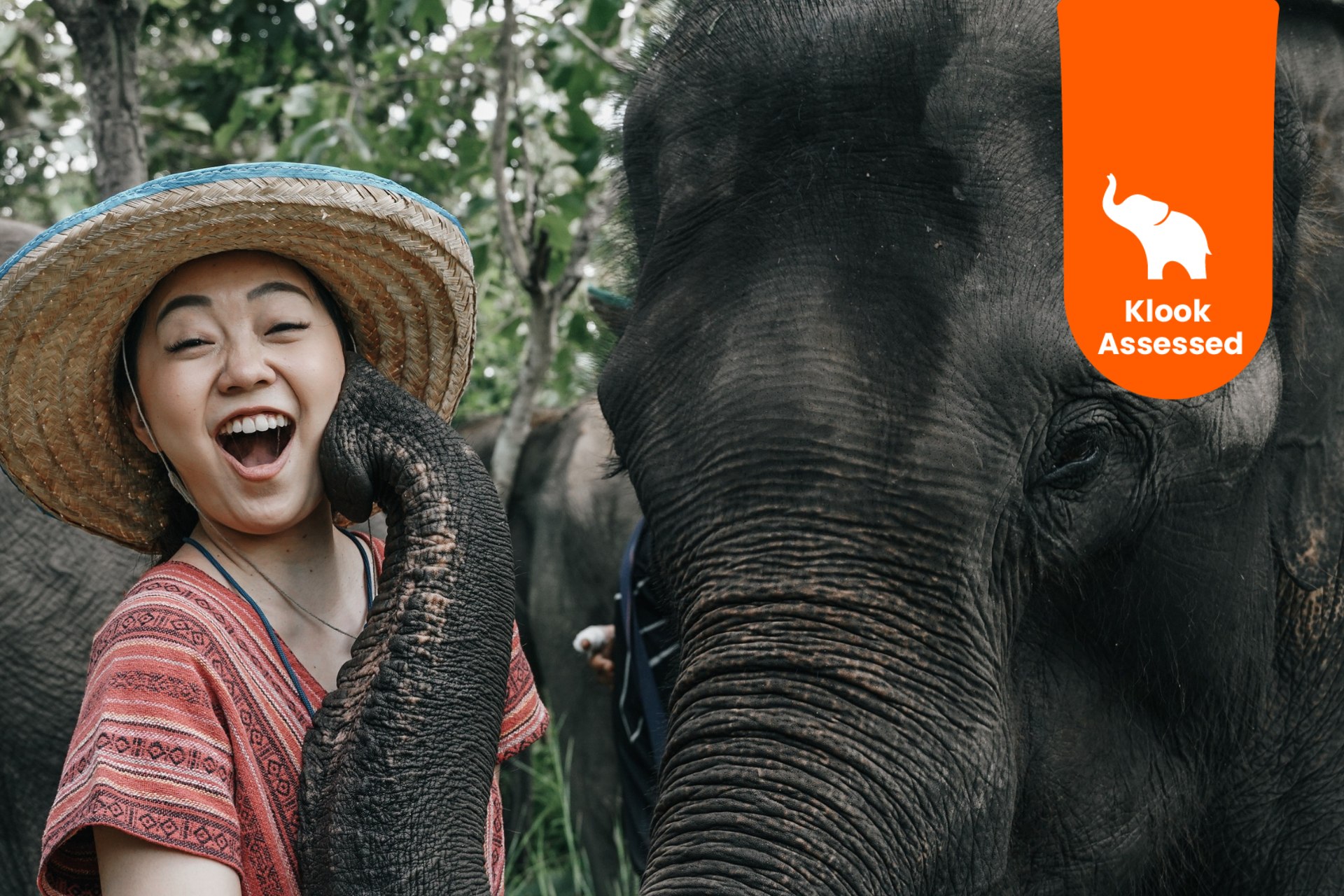 清迈 Maerim Elephant Home 大象体验营