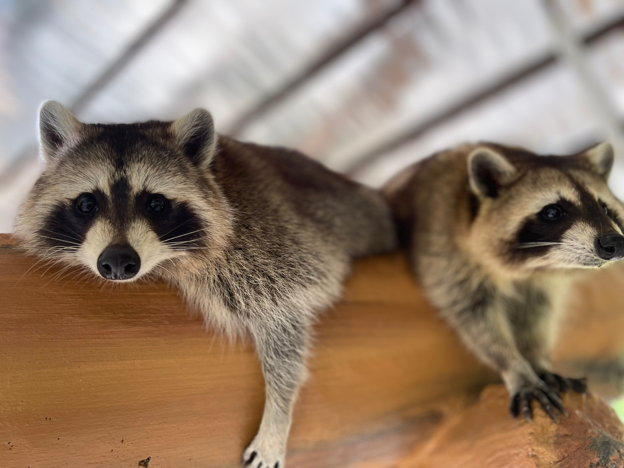 彭亨文冬休闲农场门票