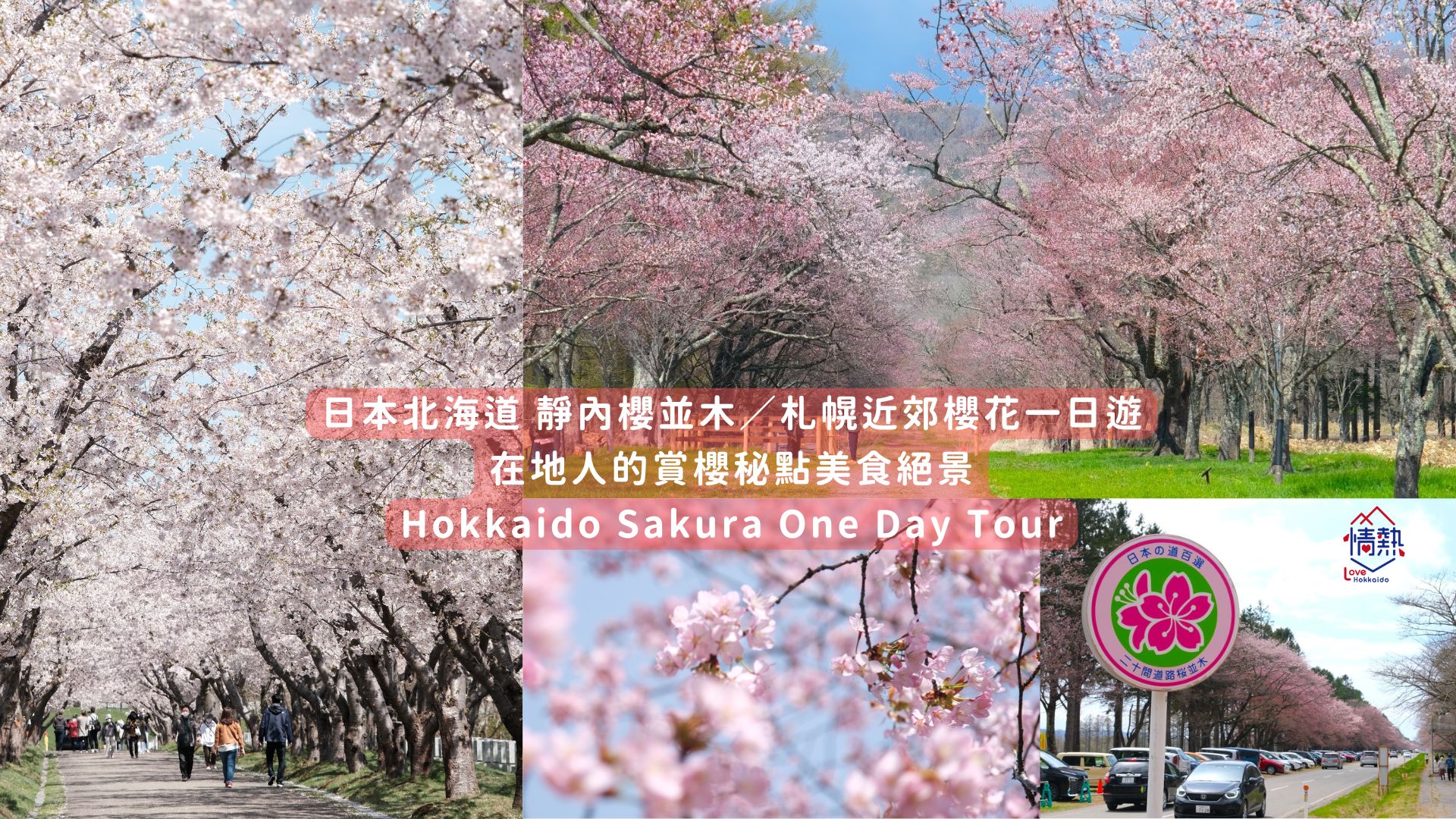 北海道樱花限定｜静内樱并木/札幌近郊樱花一日游