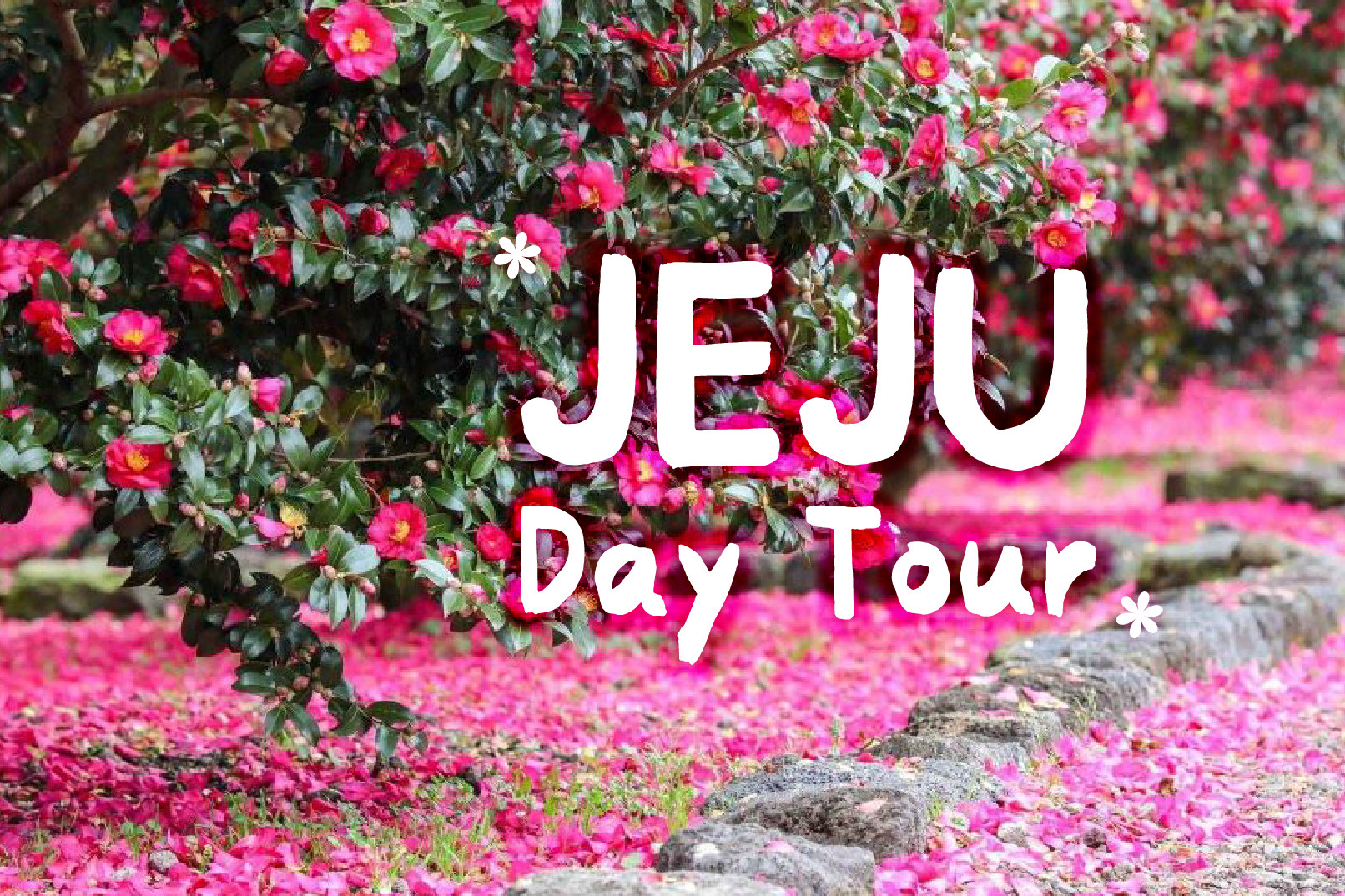 济州岛东部／西部／赏樱／赏绣球花／私人游