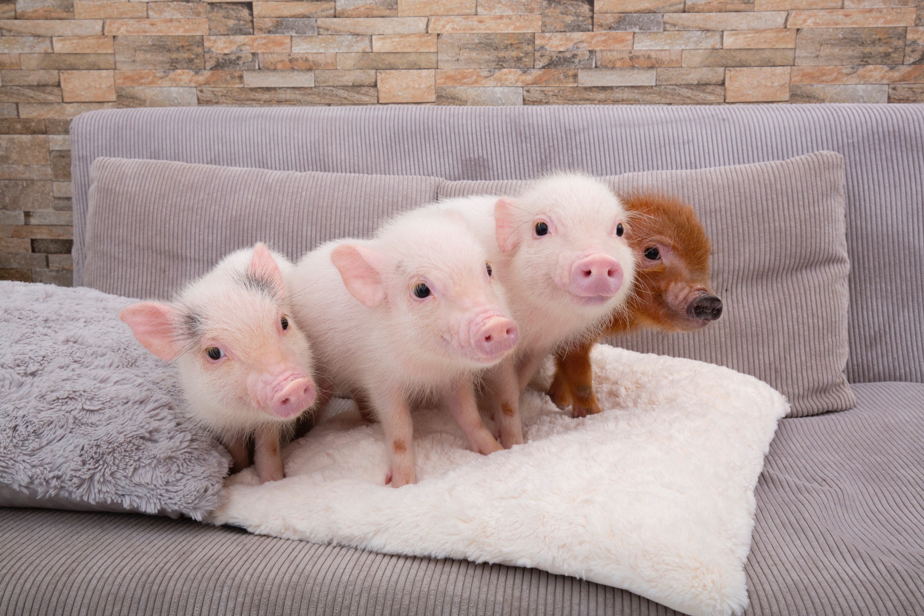 东京目黑Micro Pig Cafe迷你猪咖啡馆体验