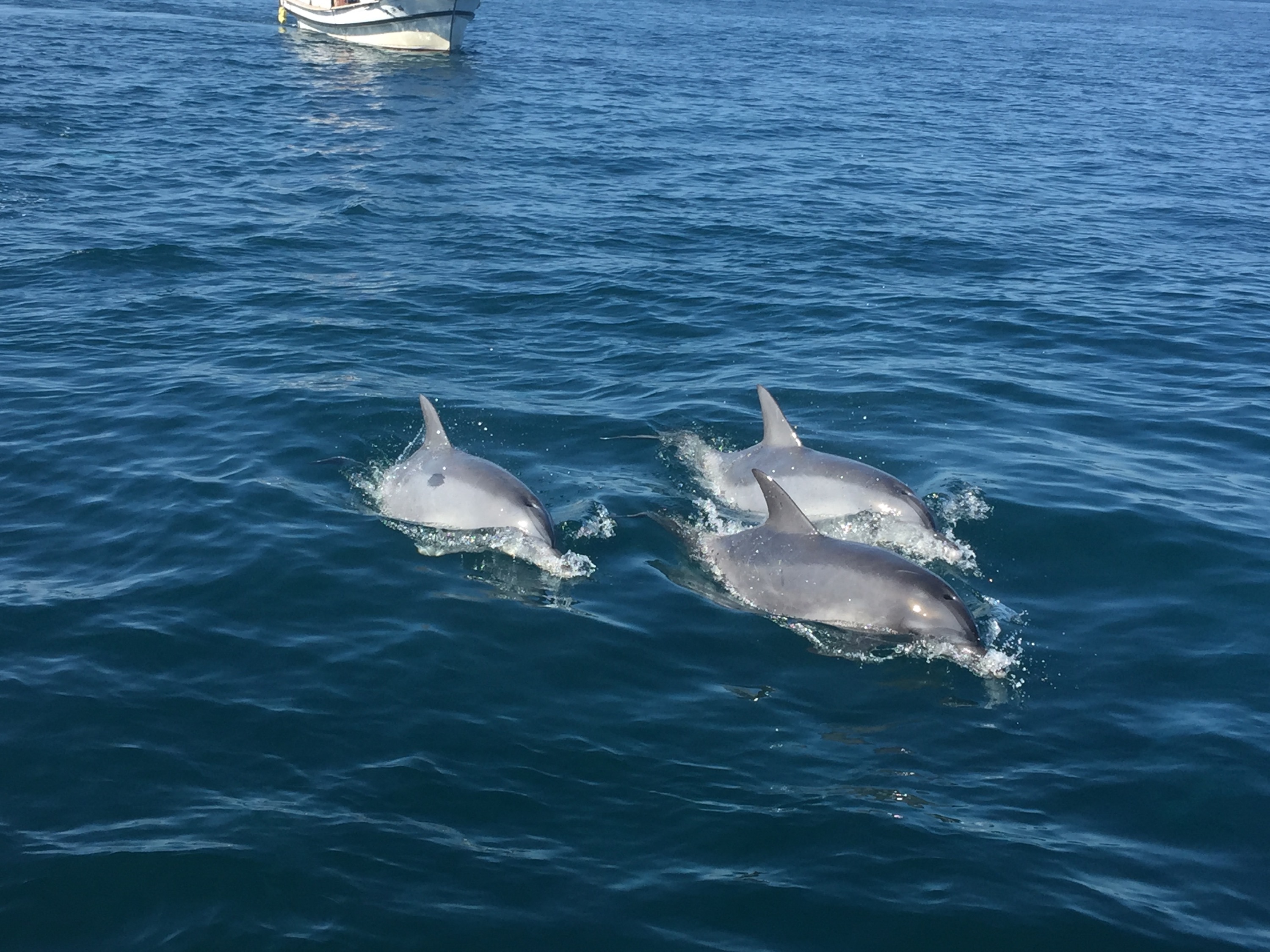 九州｜長崎豪斯登堡/稻佐山 / 云仙温泉/ 九十九岛定制包车一日游