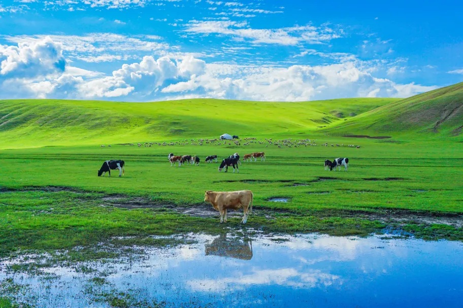 内蒙古呼伦贝尔梦幻草原5日（莫日格勒河+边境卡线+黑山头骑马+186彩带河VIP+满洲里+呼伦湖拴马桩+《马之舞》表演）