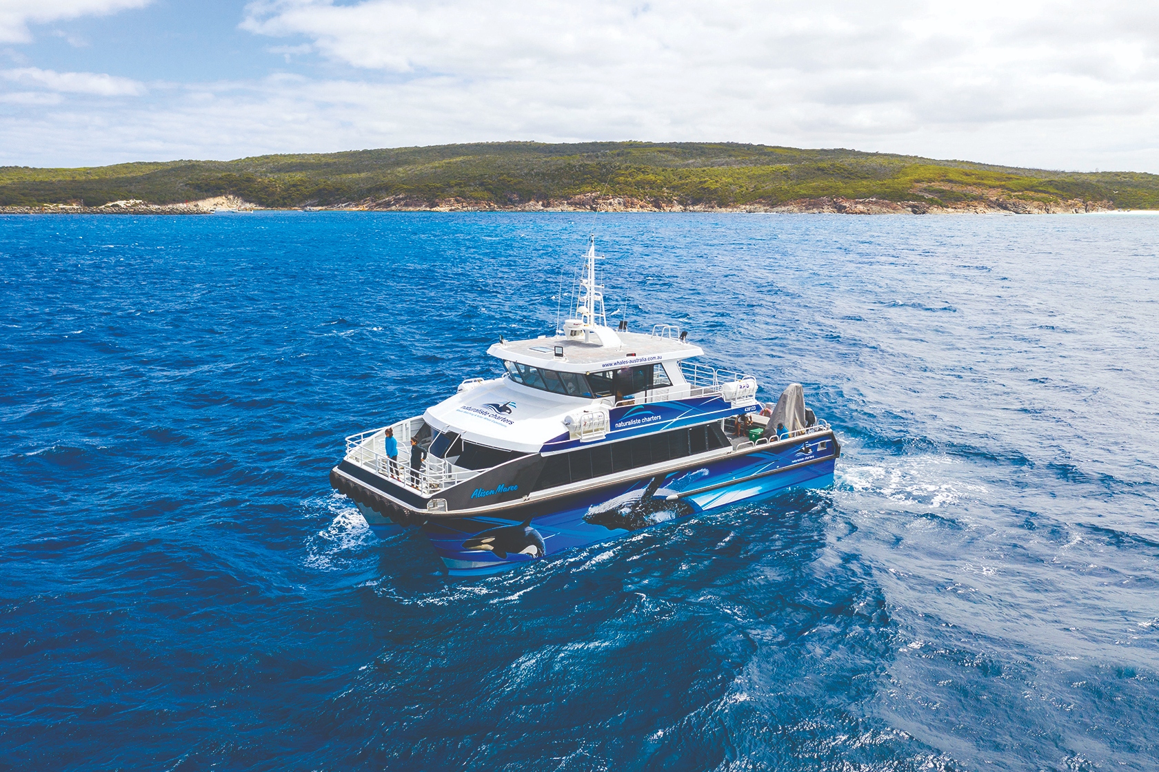 戴士柏赏鲸体验