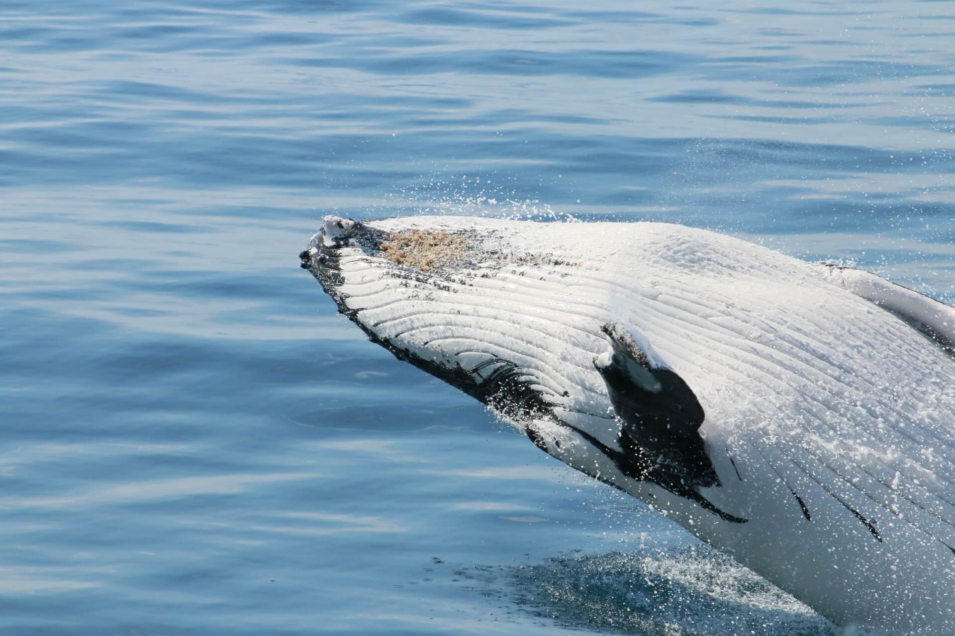 奥古斯塔赏鲸体验