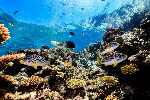 凯恩斯梦幻时光号浮潜一日游