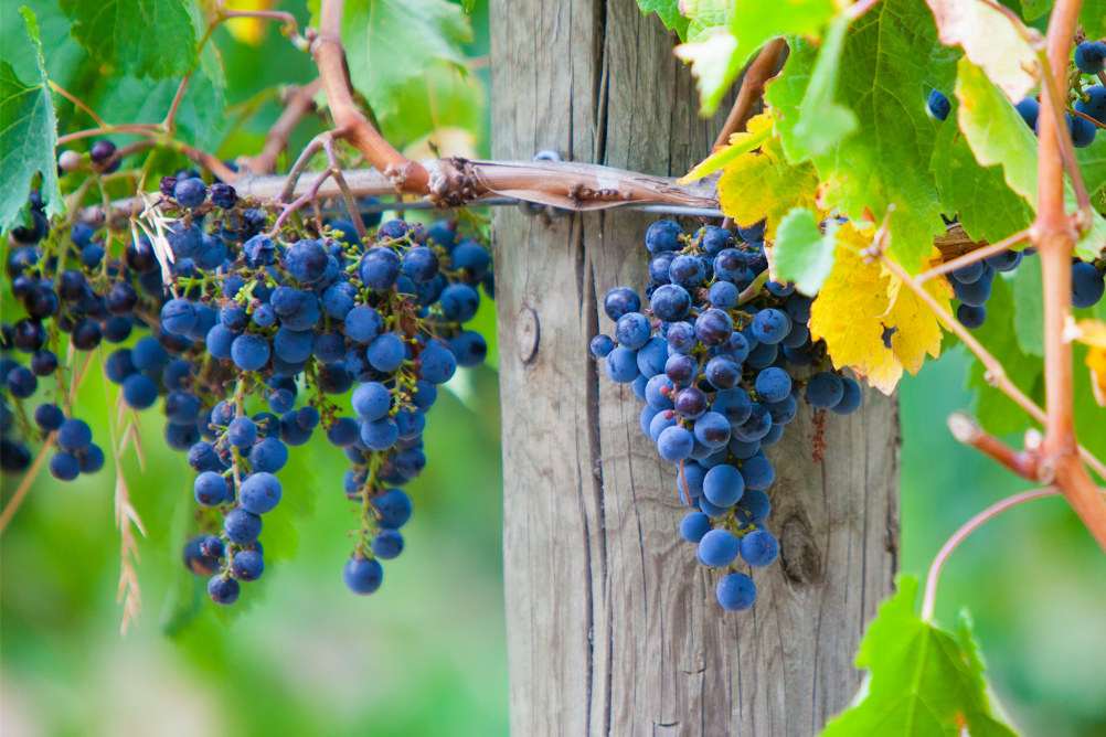 亚拉河谷景观游览（含午餐 & 巧克力 & 品酒）