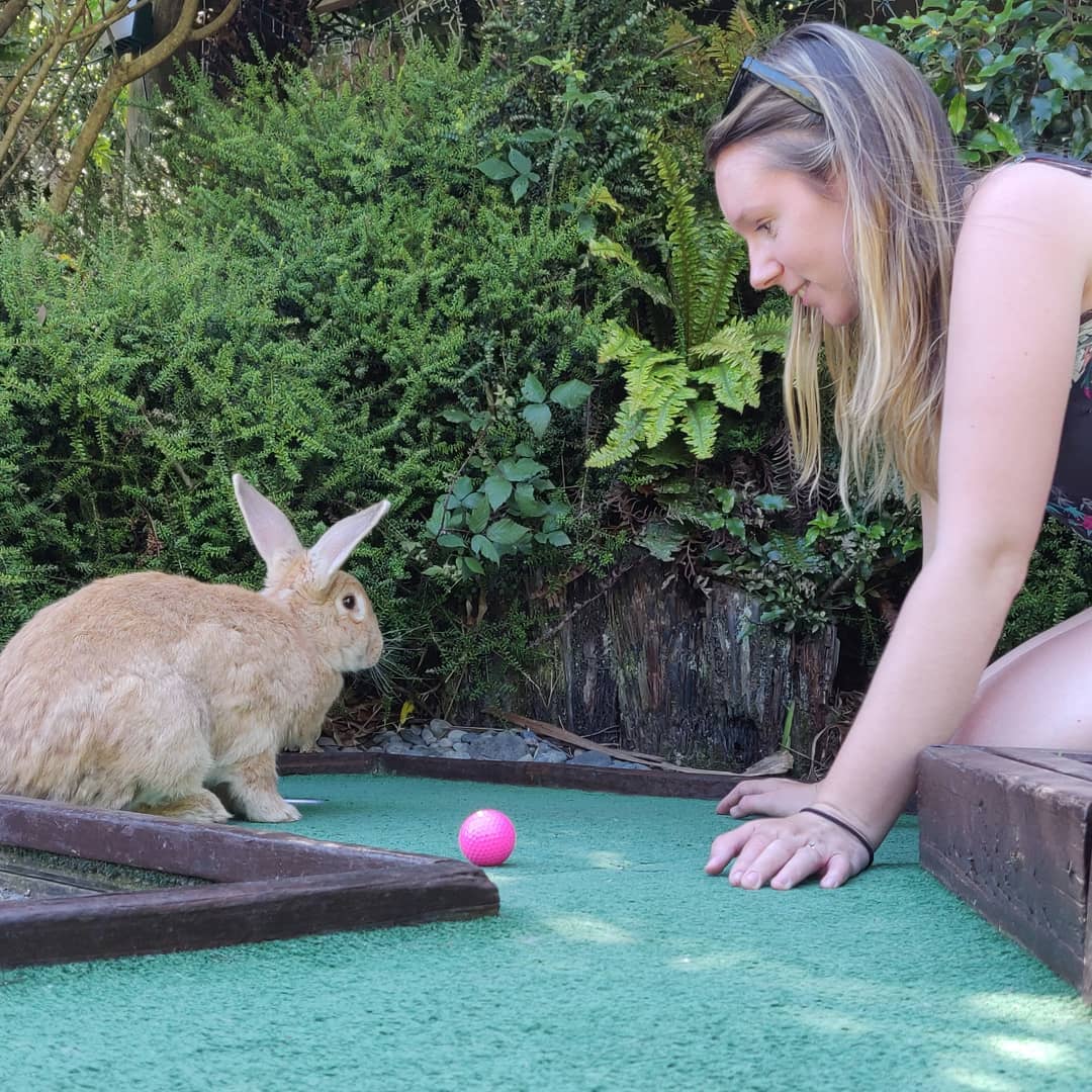 纽西兰罗托鲁瓦萌兔迷你高尔夫体验