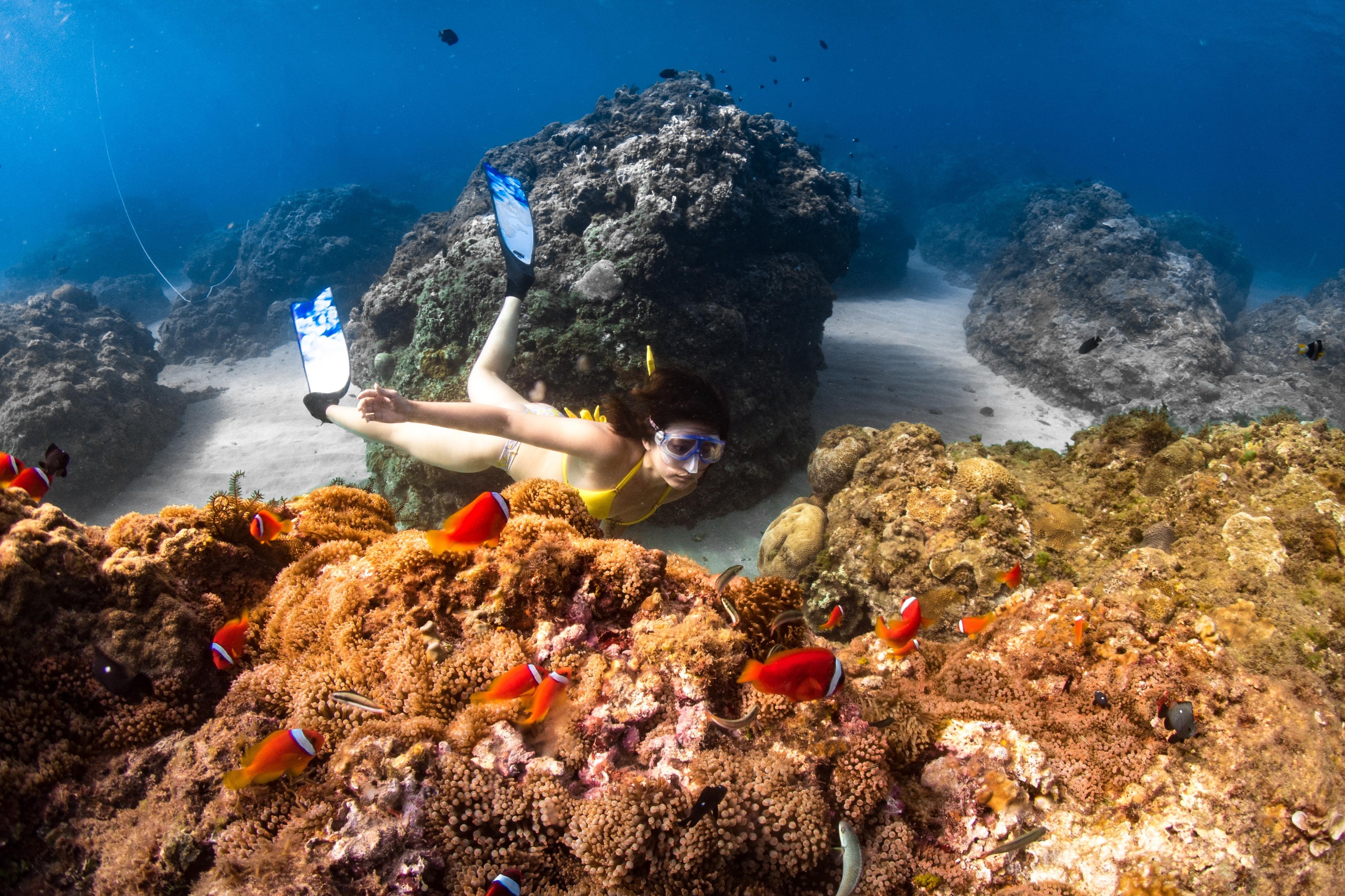 屏东｜垦丁猫鱼海洋｜自由潜水体验