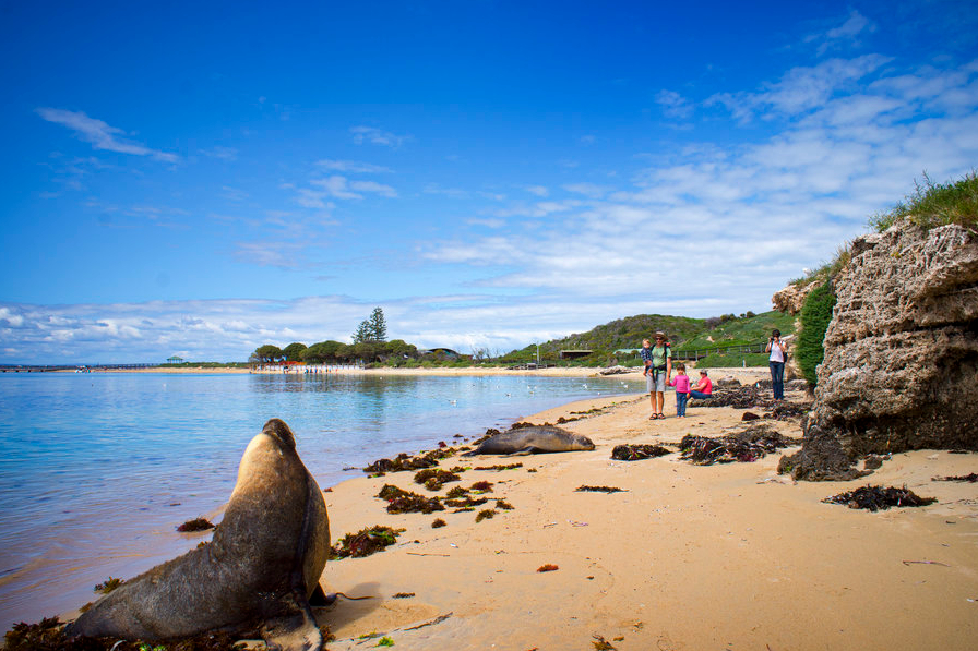 罗金厄姆海豚 & 企鹅 & 海狮巡游观赏体验