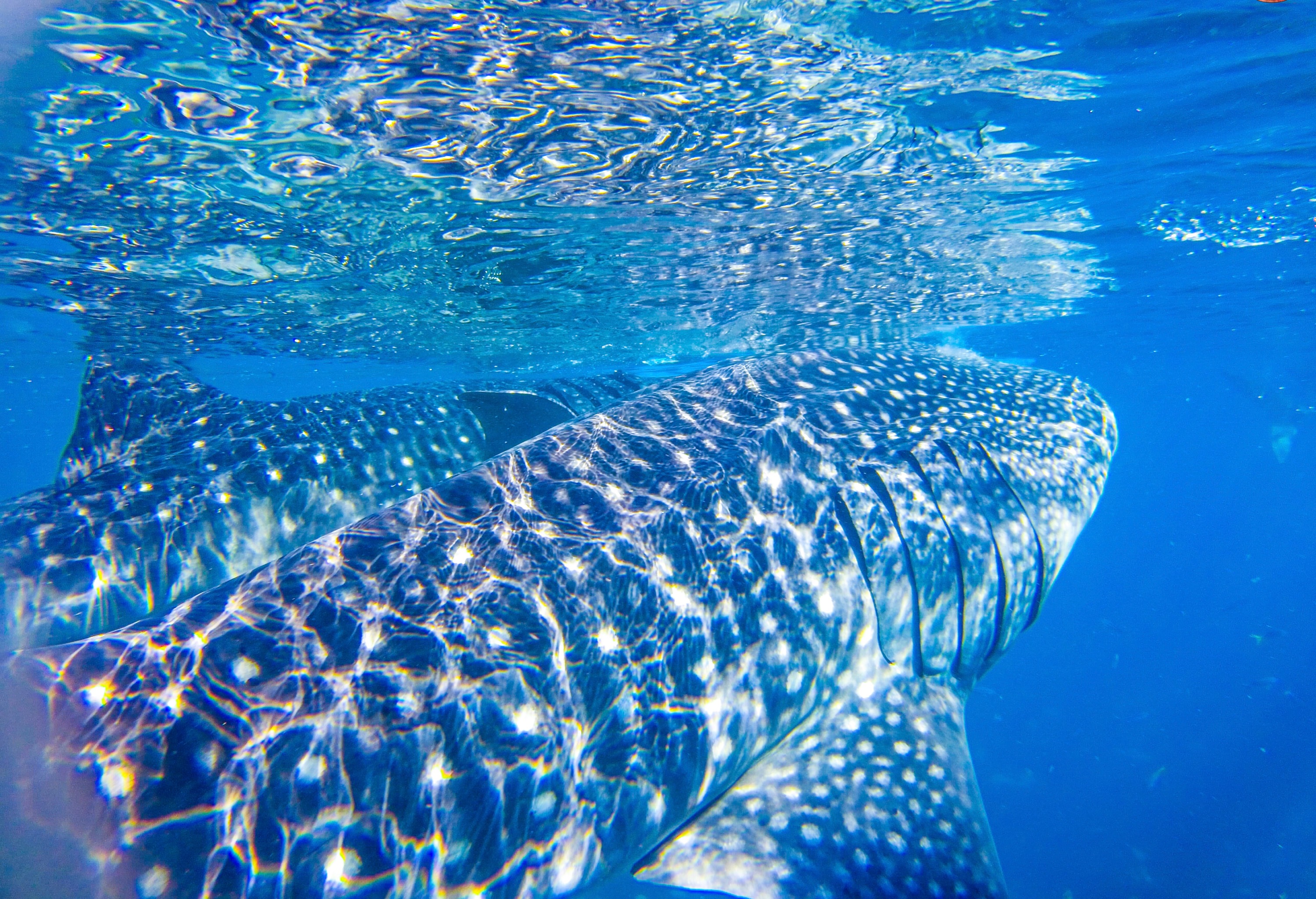 菲律宾奥斯洛布上鲸鲨共游水肺潜水体验