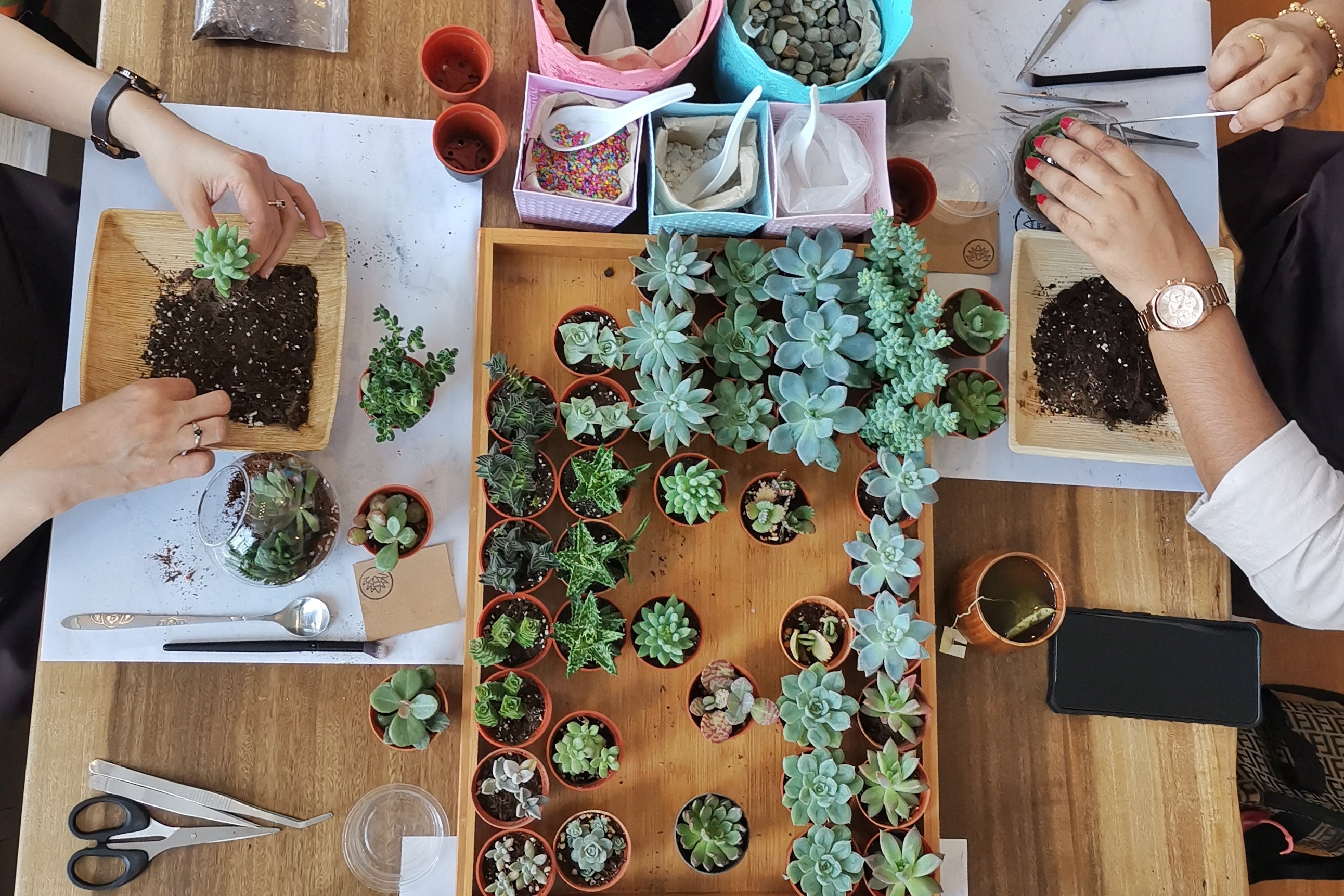 八打灵再也多肉植物工作坊