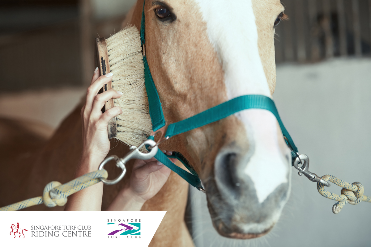 新加坡马匹美容课程