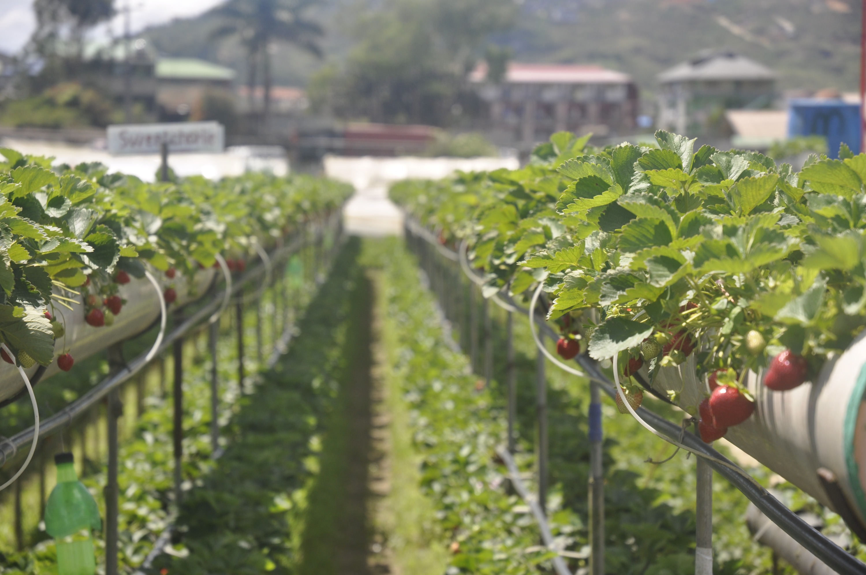 碧瑶草莓采摘之旅