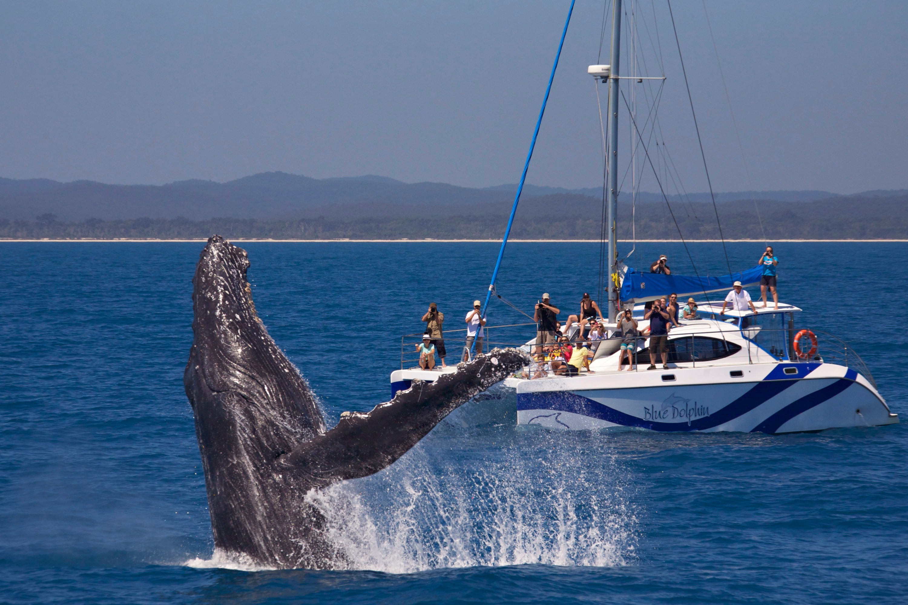 赫维湾赏鲸＆亲近鲸鱼体验