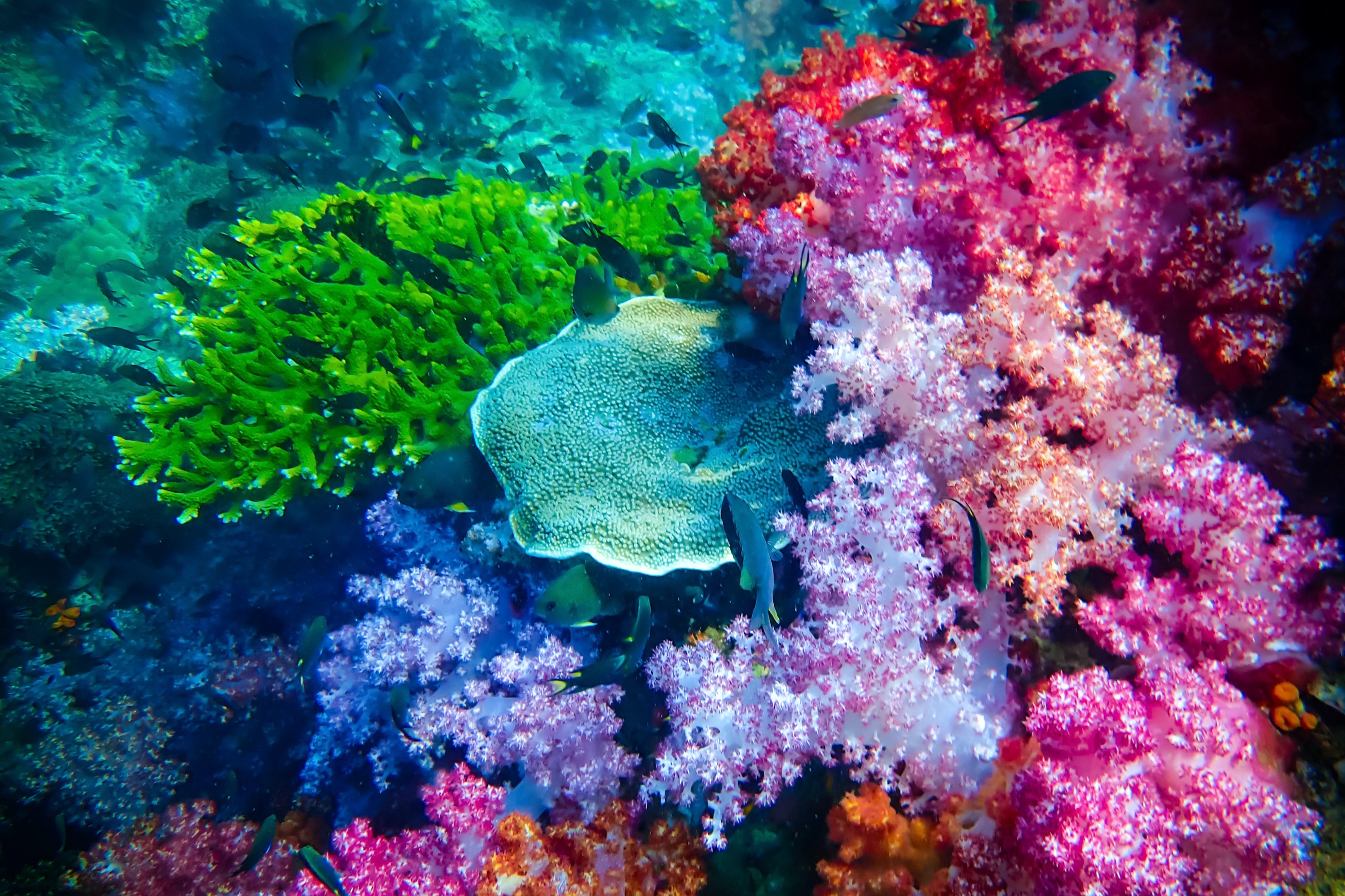 丽贝岛跳岛之旅（搭乘长尾船）