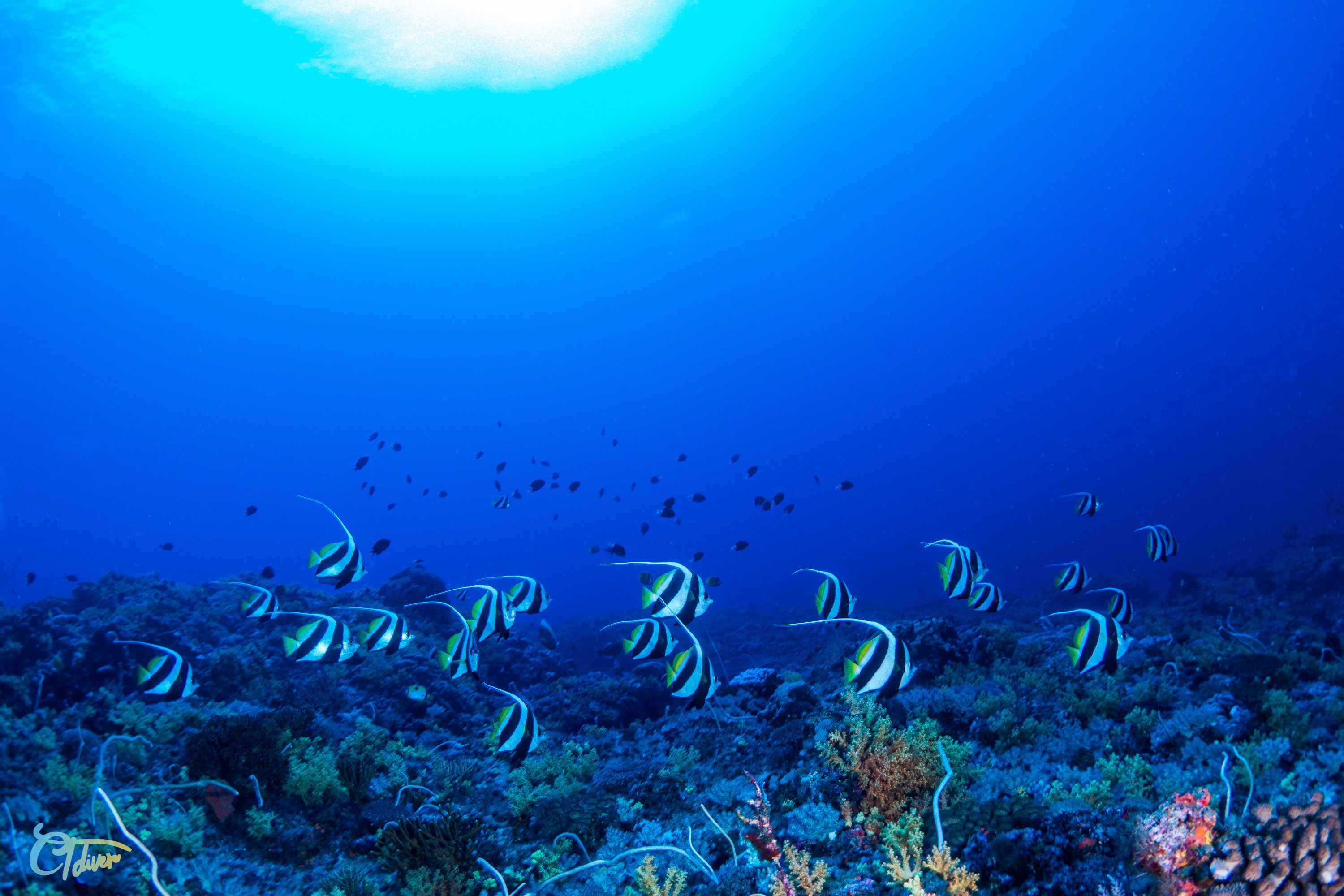 屏东｜垦丁 CTdiver｜潜水体验・PADI OW开放水域潜水员课程