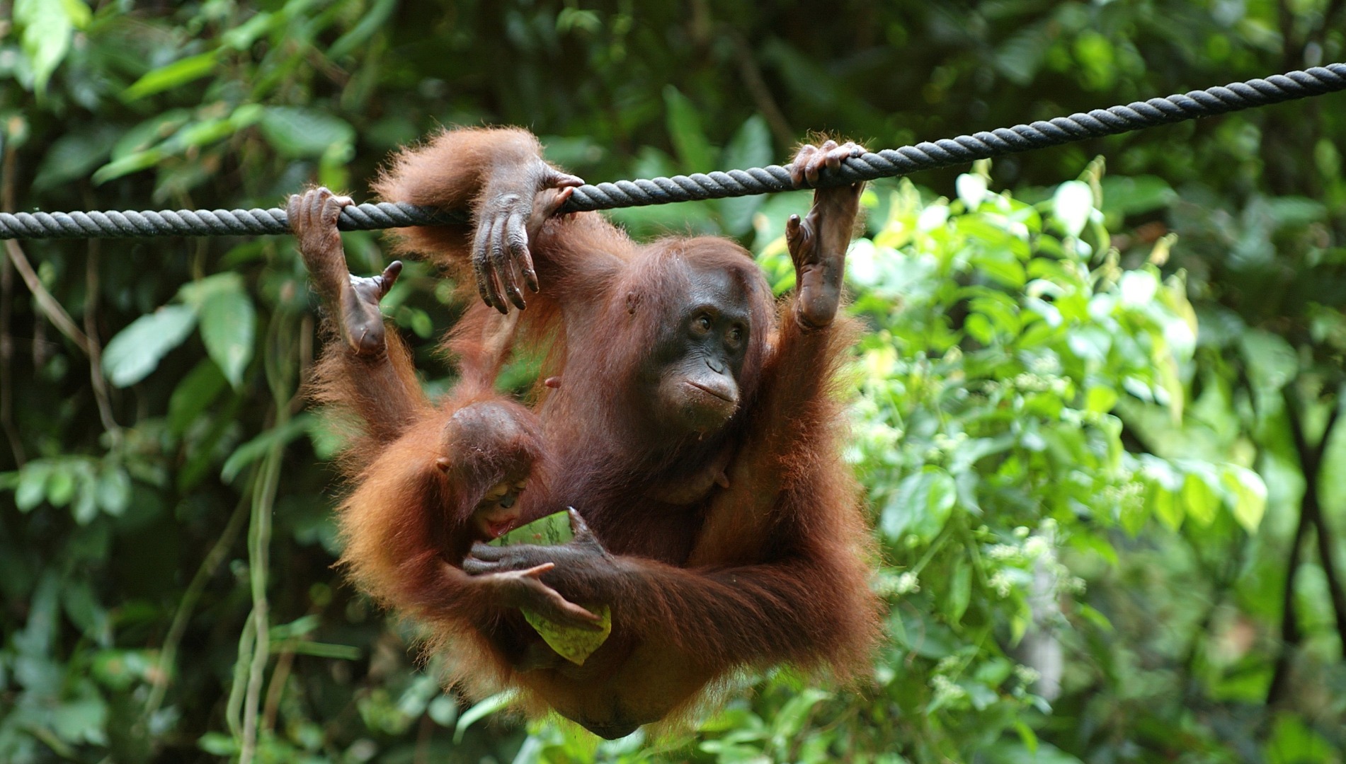 山打根2日1夜西必洛野生动物探索之旅 & 西必洛森林度假村住宿